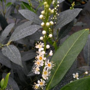 Prunus l. 'Herbergii'