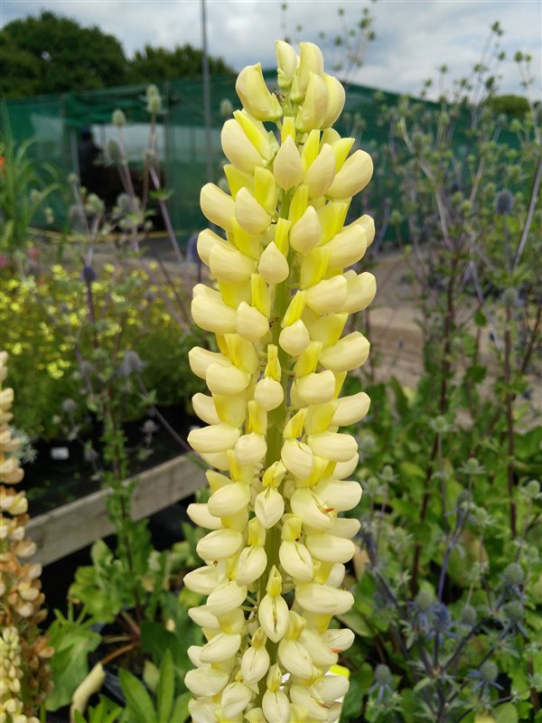 Lupinus 'Chandelier' picture 2