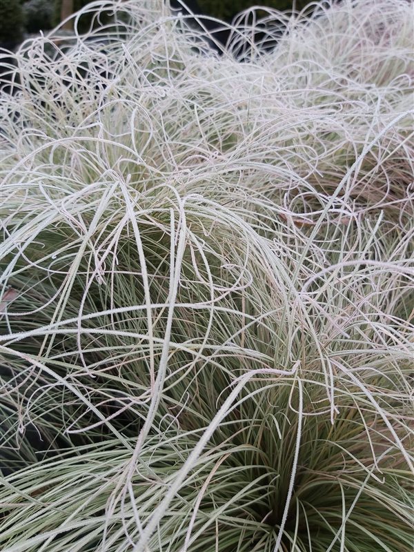 Carex comans 'Frosted Curls' picture 3