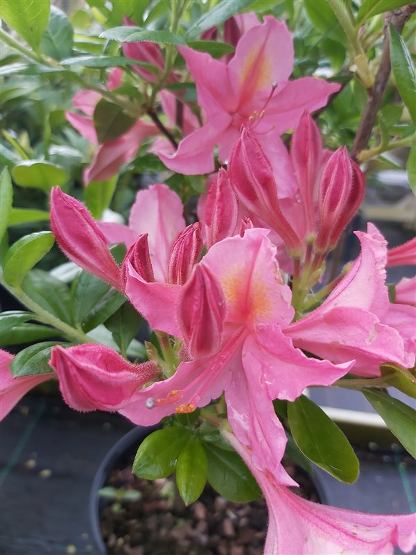 Rhododendron (AV) 'Jolie Madame' picture 2