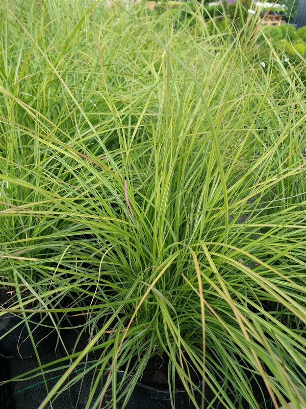 Miscanthus sin. 'Cute One'