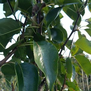Quercus robur*