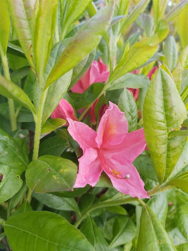 Rhododendron (AV) 'Jolie Madame' picture 3