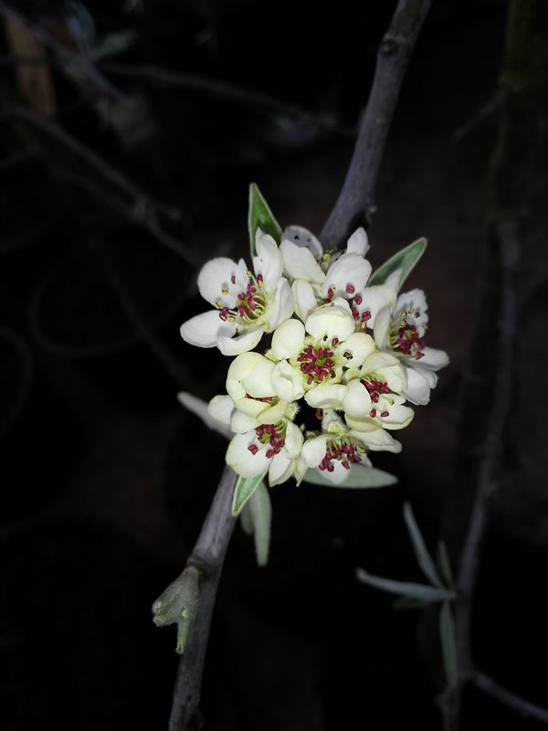 Pyrus salicifolia 'Pendula' picture 4