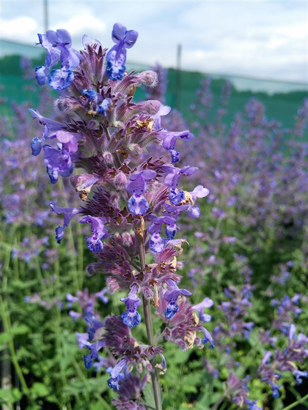 Nepeta 'Six Hills Giant' picture 2