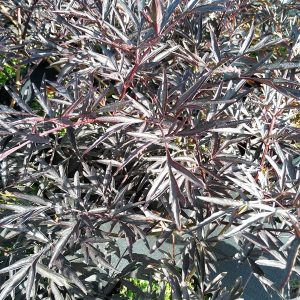 Salix integra 'Hakuro-nishiki'