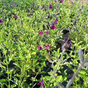 Salvia microphylla 'Cerro Potosi'