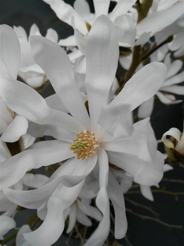 Magnolia stellata picture 2