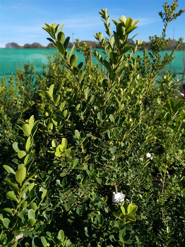 Ilex crenata 'Green Hedge' picture 2