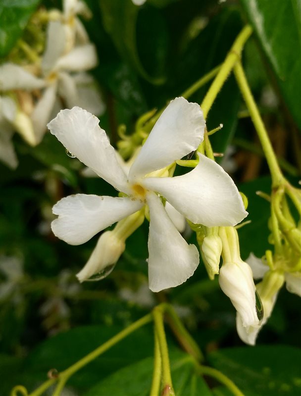 Trachelospermum jasminoides picture 3