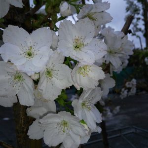 Prunus serr. 'Shirotae'