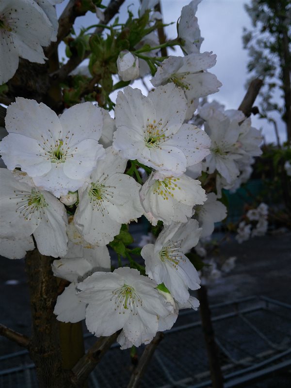 Prunus serr. 'Taihaku'