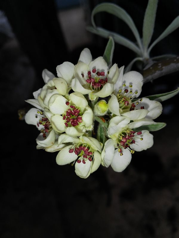Pyrus salicifolia 'Pendula' picture 3