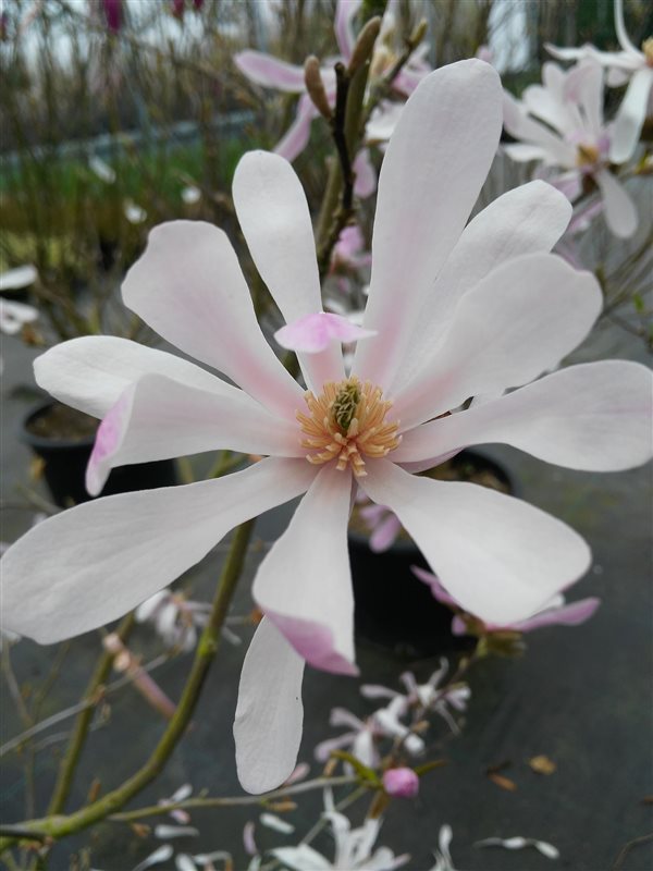 Magnolia stellata picture 4