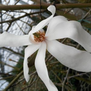 Echinacea p. 'Rubinstern'