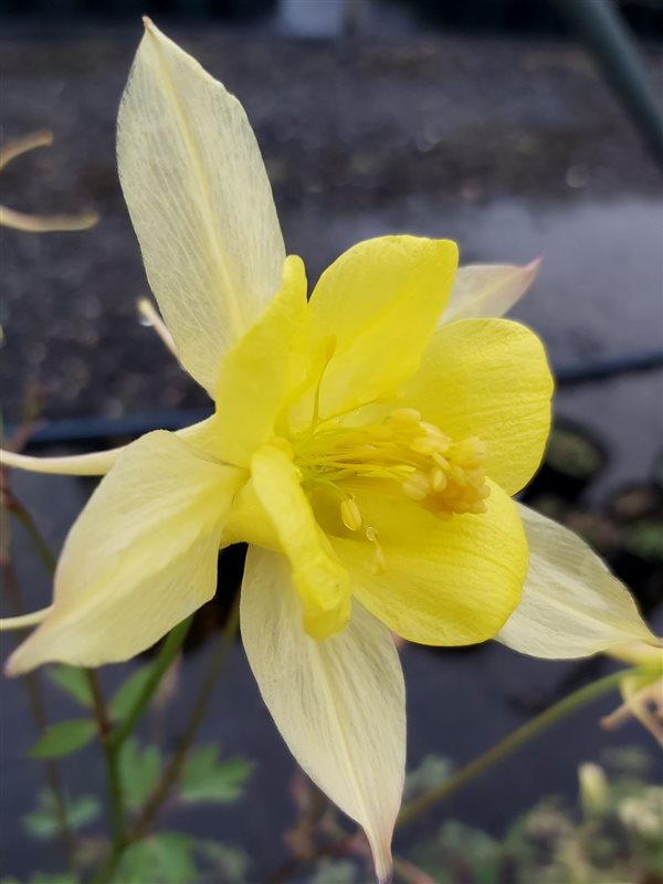 Aquilegia chrysantha 'Yellow Queen' picture 6