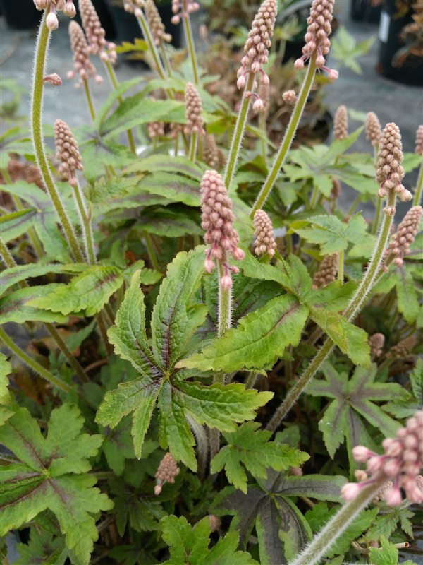 Tiarella Iron Butterfly picture 3