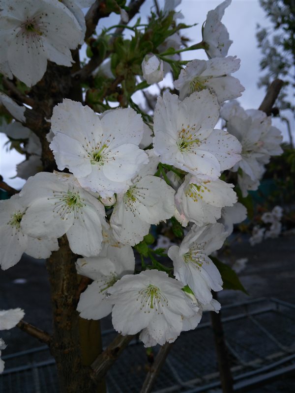 Prunus serr. 'Taihaku' picture 2
