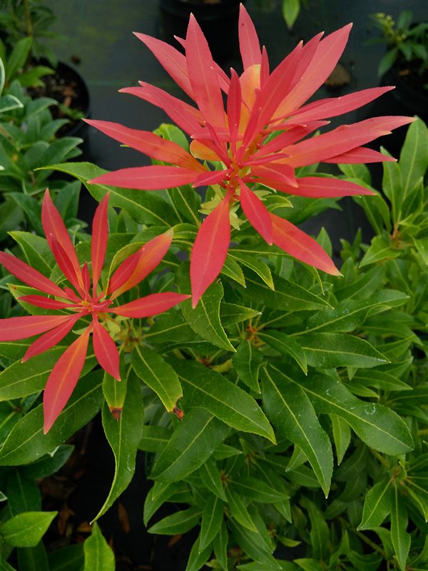 Pieris 'Forest Flame' picture 3