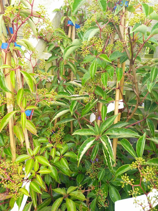 Parthenocissus henryana picture 2