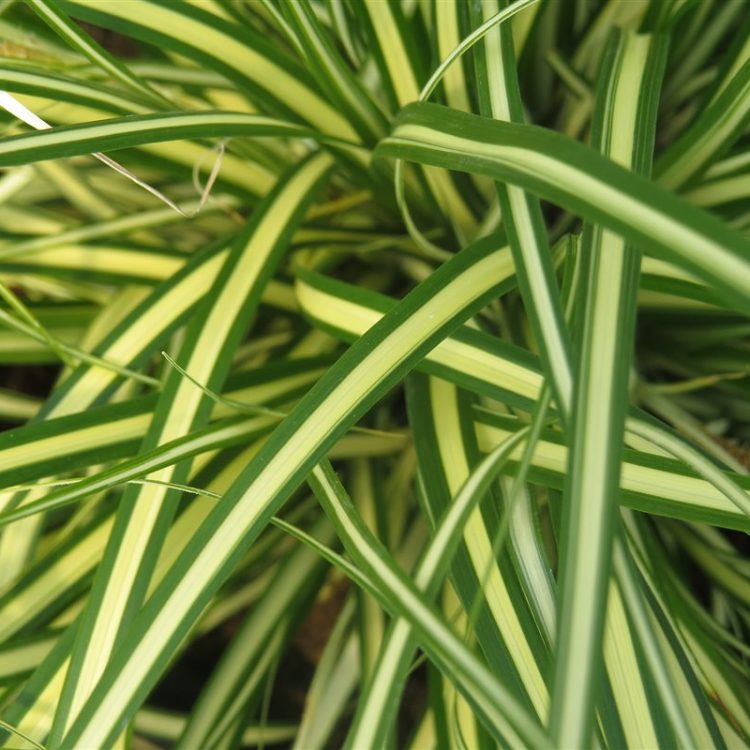 Carex oshim. 'Evergold' picture 2
