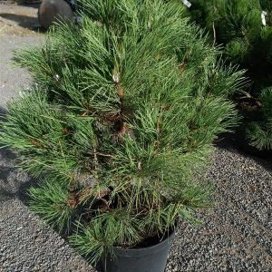 Pinus syl. 'Xawery'