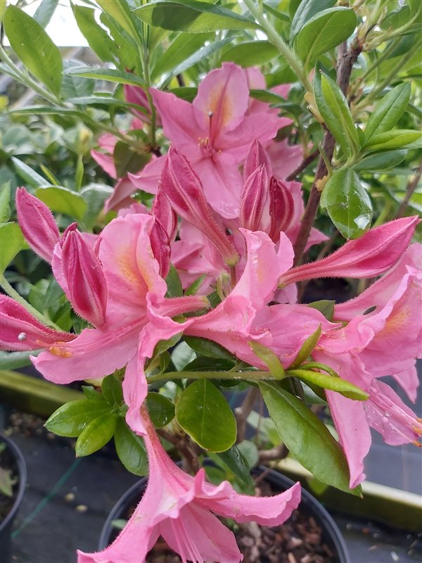 Rhododendron (AV) 'Jolie Madame' picture 5