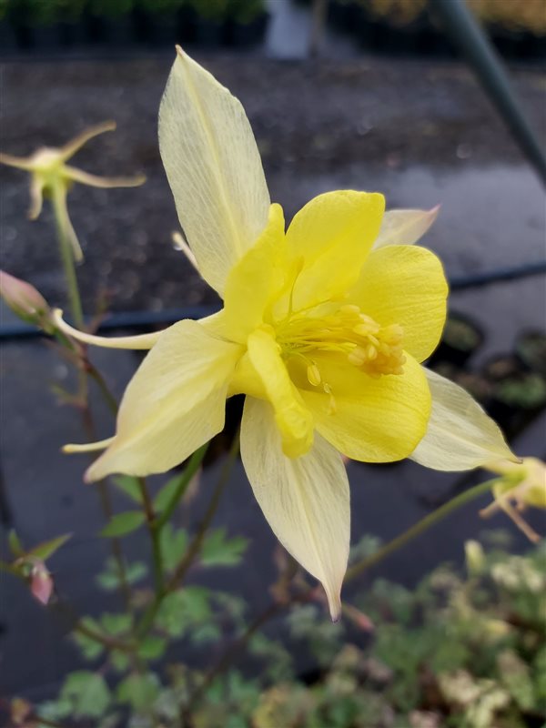 Aquilegia chrysantha 'Yellow Queen' picture 3