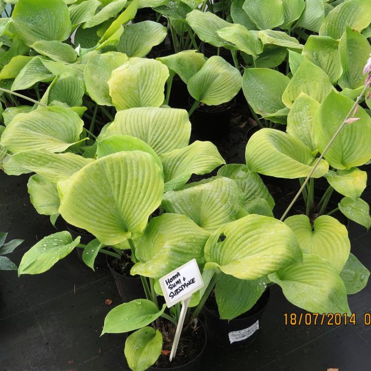 Hosta Sum and Substance picture 3