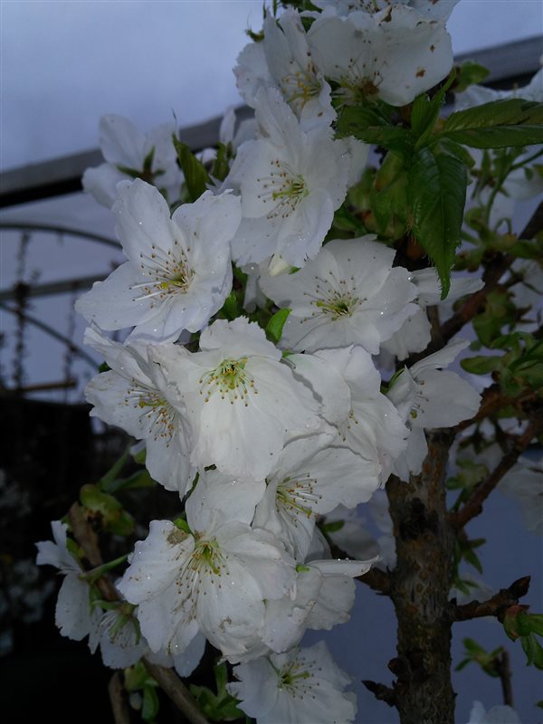 Prunus serr. 'Taihaku' picture 3