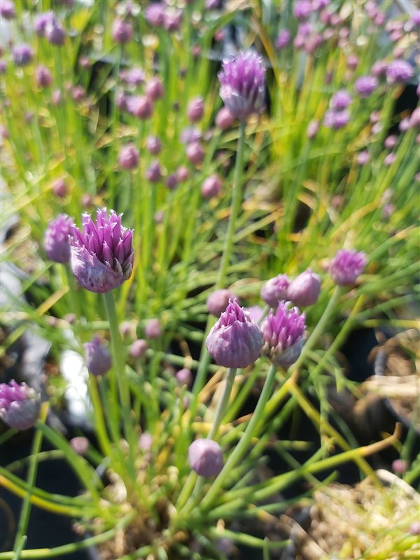Allium schoenoprasum picture 2