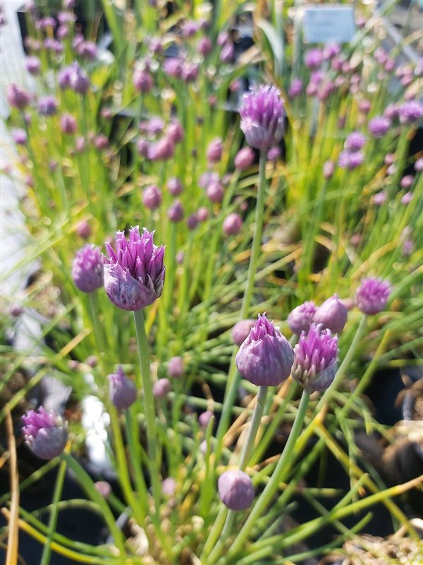Allium schoenoprasum picture 3