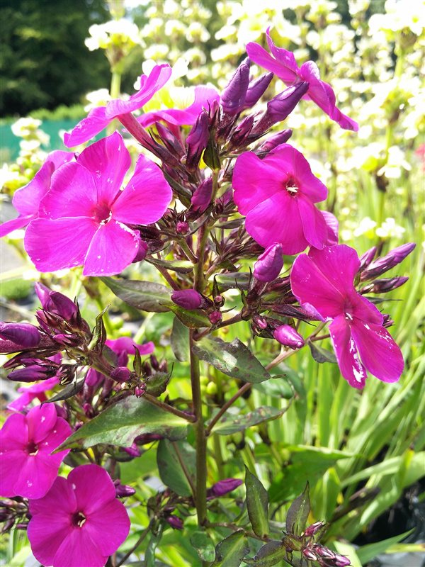 Phlox (P) 'Nicky' picture 3