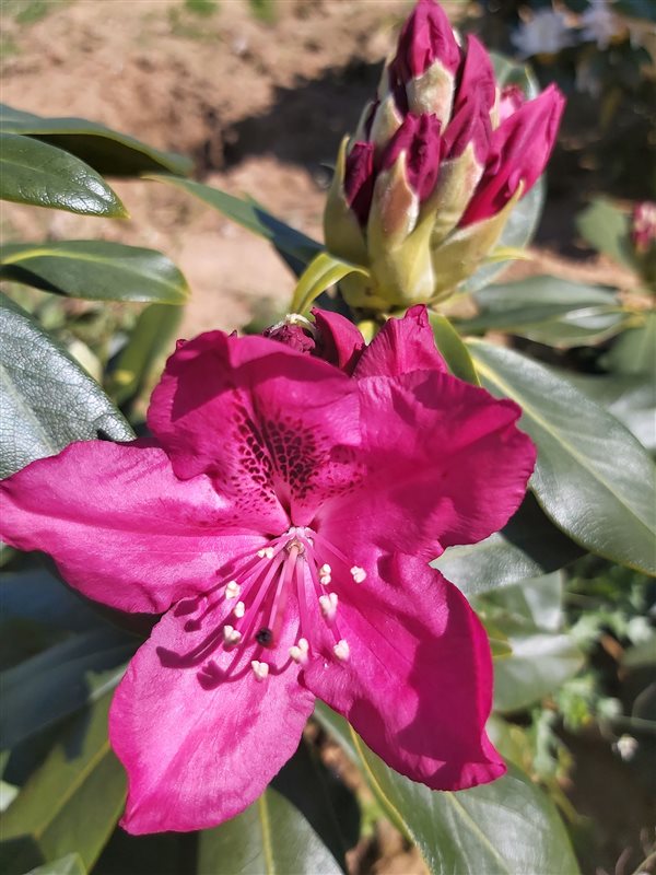 Rhododendron 'Nova Zembla' picture 2