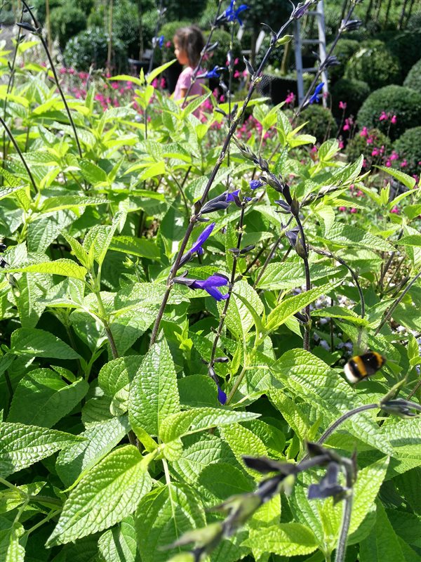 Salvia guar. 'Black and Blue' picture 2