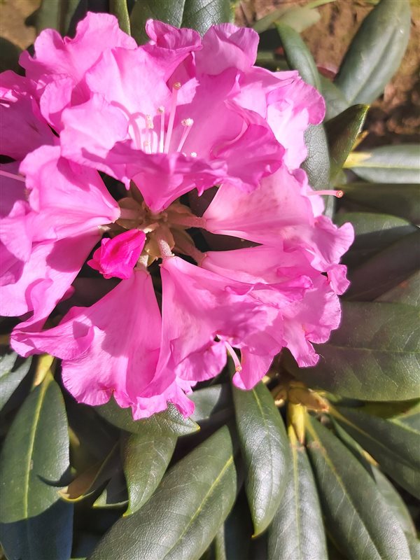 Rhododendron (Y) 'Kalinka' picture 2