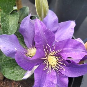 Clematis boulevard Olympia