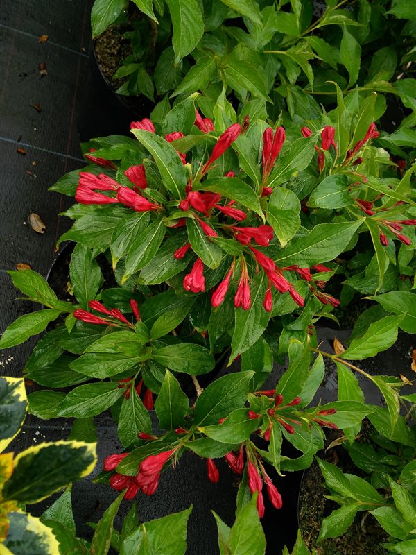 Weigela 'Red Prince' picture 2