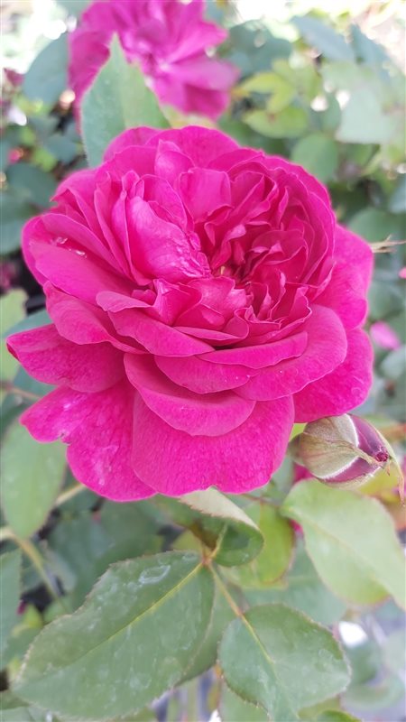 Rosa (H) Darcey Bussell
