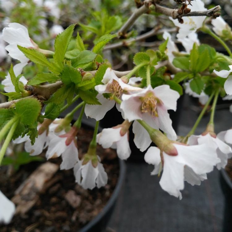 Prunus incisa 'Kojou-no-mai' picture 3