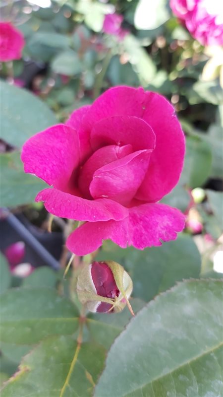 Rosa (H) Darcey Bussell picture 2