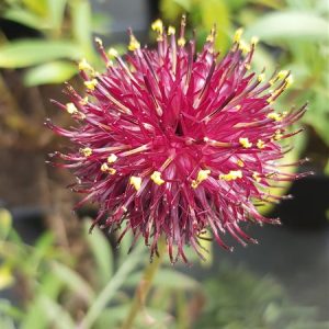 Centaurea atropurpurea