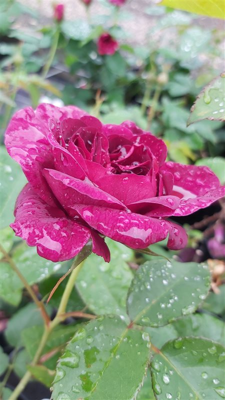 Rosa (H) Darcey Bussell picture 3