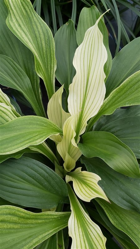 Hosta White Feather picture 3