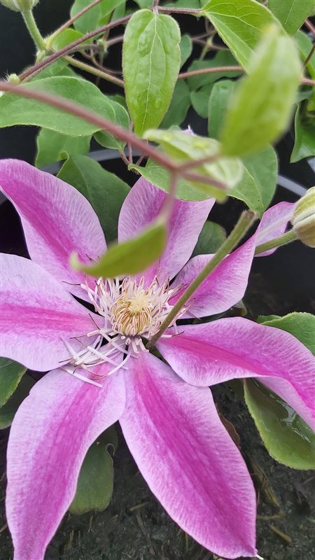 Clematis boulevard Yuan picture 2