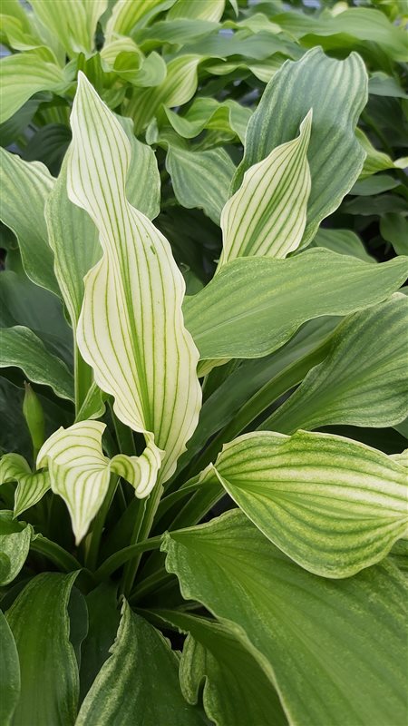 Hosta White Feather picture 2