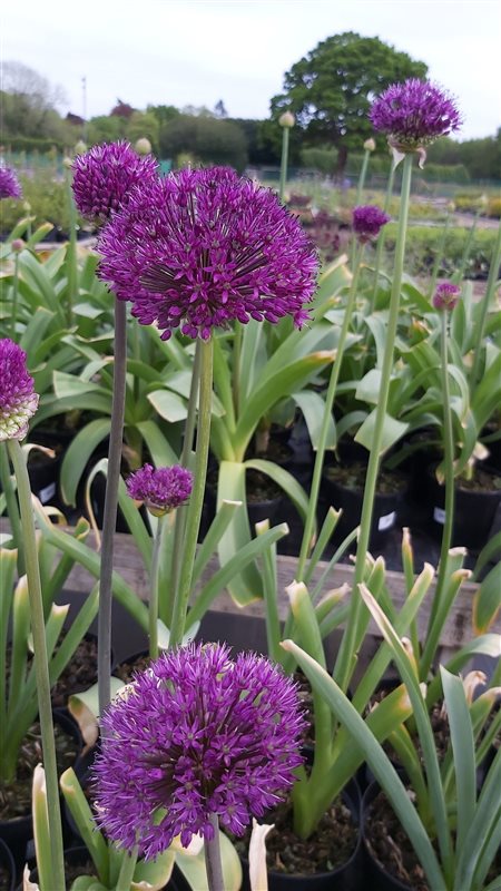 Allium afl. 'Purple Sensation' picture 4