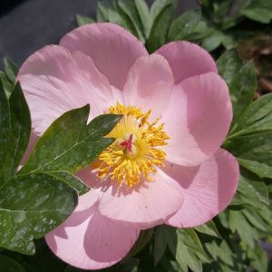 Paeonia (LD) 'Riches and Flame