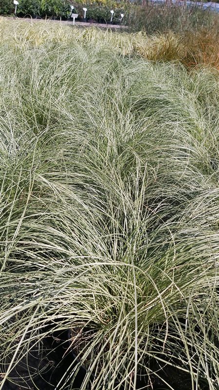 Carex comans 'Frosted Curls' picture 6