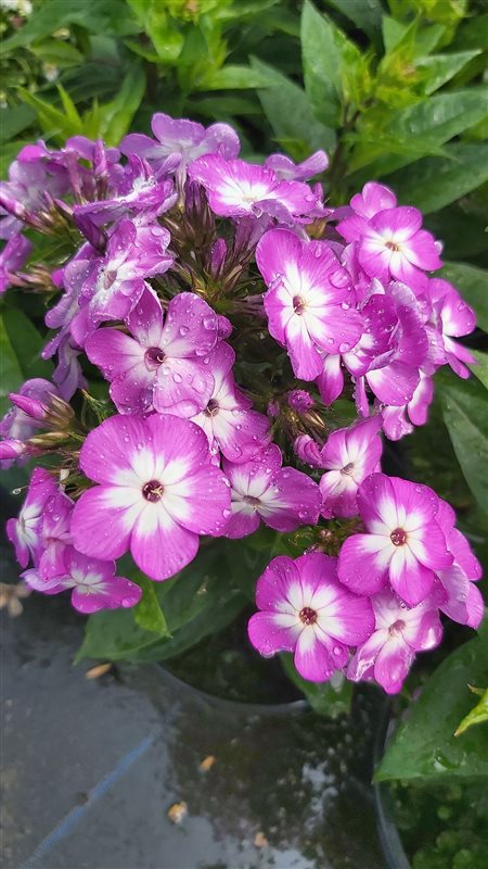 Phlox (P) Purple Flame picture 2